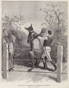 Boxningskängurun på Royal Aquarium, London (litho) av Paul Frenzeny