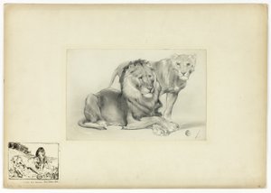 Lejon och lejoninna