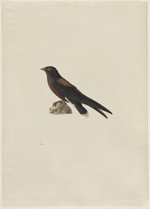 Nålstjärtsnift Hirundapus caudacutus, 1800-tal.