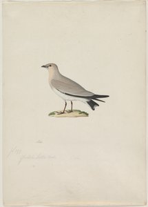 Liten Pratincole Glareola lactea, 1800-tal. av Paul Huet