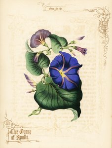 Morning glory blommor och bladverk. av Paul Jerrard