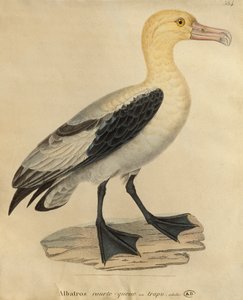 Albatross med kort svans (färggravyr)