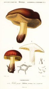 Boletsvamp, Boletus circinans., 1849 (gravyr)