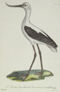 White-Headed Avocet, tidigt 1800-tal (färggravyr)