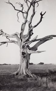 Dött träd, Romney Marsh av Paul Nash