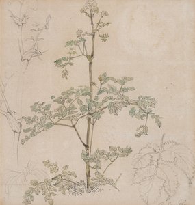 Studie av hundkäx av Paul Sandby