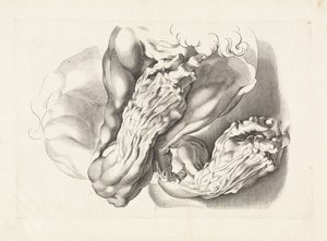 Anatomiska studier av vapen Ritboken av Peter Paul Rubens (serietitel) av Paulus Pontius