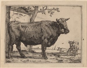 Tjur av Paulus Potter