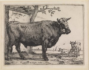 Tjuren av Paulus Potter