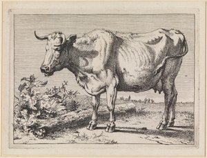 Ko med vridet horn av Paulus Potter