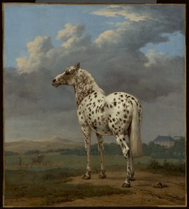 Den "piebaldfärgade" hästen av Paulus Potter