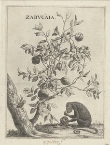 Zabucaiaboom en een aap Zabvcàia (titel på objekt) av Paulus Potter
