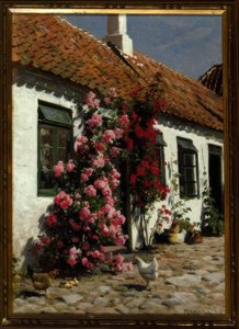 Klätterrosor på gården av Peder Monsted