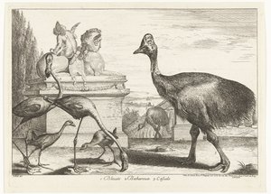 Kasuar, lila sothöns och flamingos 1. Bleuets 2 Becharoux 3. Casuels (titel på objekt) Fåglar från menageriet i Versailles (serietitel)