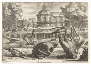 pelikaner des Pelicans de Mere (titel på objekt) Fåglar från menageriet i Versailles (serietitel)
