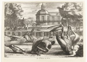 Pelikaner des Pelicans de Mere (titel på objekt) Fåglar från menageriet i Versailles (serietitel)