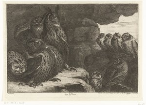 Ugglor i en grotta des Ducs (titel på objekt) Fåglar från menageriet i Versailles (serietitel)