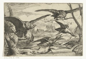Roofvogels Olika fåglar (serietitel) av Peeter Boel