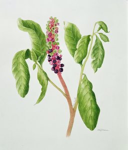 Phytolacca (akvarell) av Peggy Wyatt