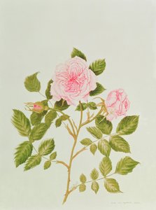 Rosa var: Gertrude Jekyll (watercolor) av Peggy Wyatt