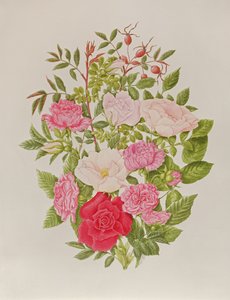 Olika rosa rosor (akvarell) av Peggy Wyatt