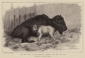 Bison och kalv på London Zoo (gravyr)