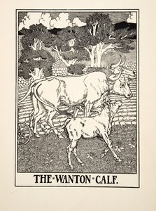 The Wanton Calf, från A Hundred Fables of Aesop, pub.1903 av Percy J. Billingshurst