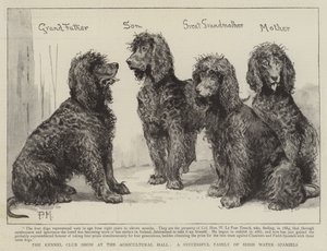 Kennelklubbens utställning i Agricultural Hall, en framgångsrik familj med irländska vattenspaniels av Percy Macquoid