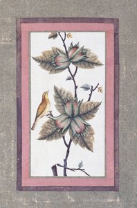 Fågel- och blomsterstudie, c.1780