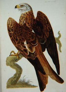 Draken (Milvus milvus) eller Glead, plåt från 