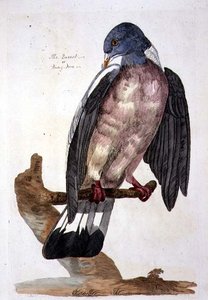 The Queest eller Ring Dove, plåt från 