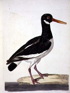 The Sea Pie eller Oystercatcher (Haematopus ostralegus) tallrik från 