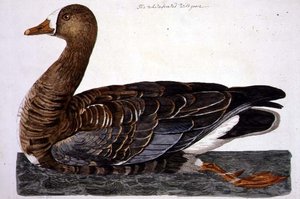 The White-Fronted Goose (Anser albifrons) tallrik från 