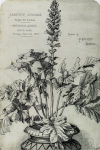 Acanthus Spinosus, Presentationsteckningar