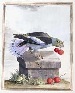 Plåt VIII av Peter Brown