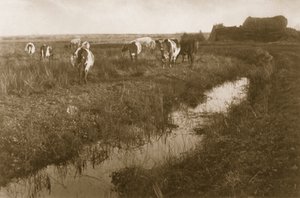 Boskap på träsket, c.1886