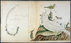 Karta över Adventure Bay, Van Diemens land, ca 1773 (akvarell på papper) av Peter Fannin