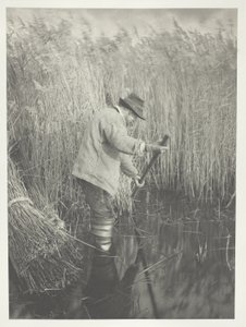 En vassskärare i arbete av Peter Henry Emerson