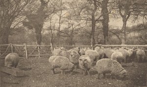 En höstpastoral av Peter Henry Emerson