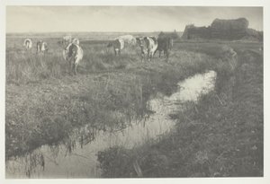 Nötkreatur på träskmarkerna av Peter Henry Emerson