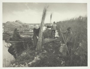 Under skörden av vass av Peter Henry Emerson