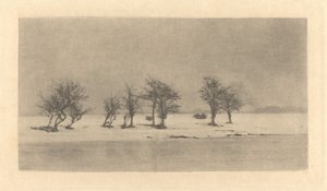 Knotiga taggträd av Peter Henry Emerson