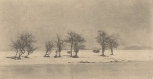 Knotiga taggträd, ca. 1890, tryckt ca. 1895.
