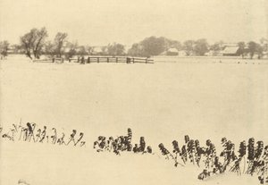 Marsh Weeds,i eller före 1895 (foto) av Peter Henry Emerson