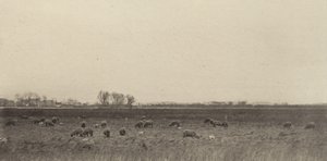 Myrar vid Nordsjön av Peter Henry Emerson