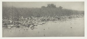 Näckrosor av Peter Henry Emerson