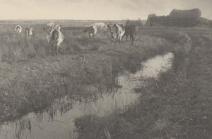 Boskap på myrarna av Peter Henry Emerson and T.F. Goodall