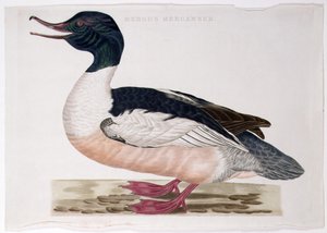 Vanlig marganser
