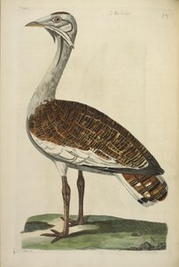 The Male Bustard, illustration från 