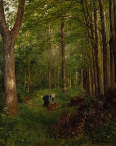 Gammal poppel, del av Gulskov trädgård